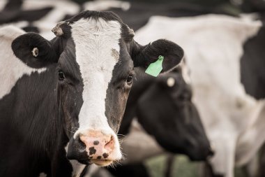 Sığır bir alanda otlatma