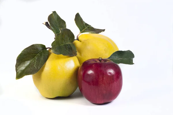 Yellow fragrant quince — Stock Photo, Image