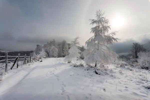 Vinter i fjell – stockfoto