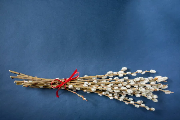 Willow tomurcukları bloom