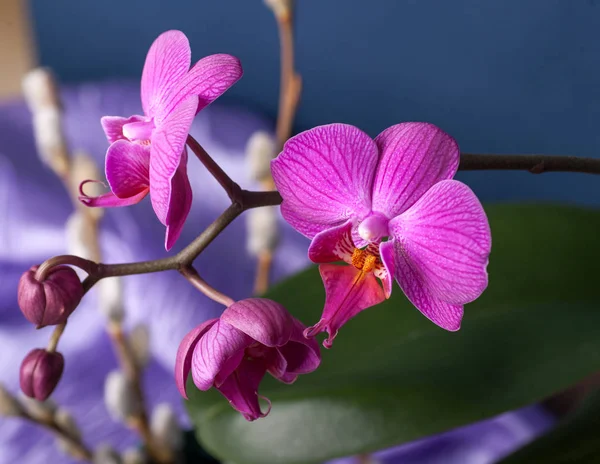 Pembe çizgili orkide çiçek, — Stok fotoğraf