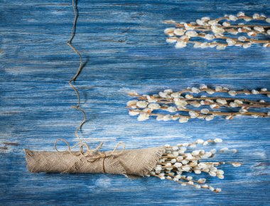 Willow tomurcukları bloom