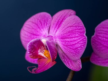 pembe çizgili orkide çiçek,