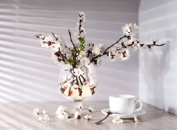 Tè e fiori di albicocca — Foto Stock