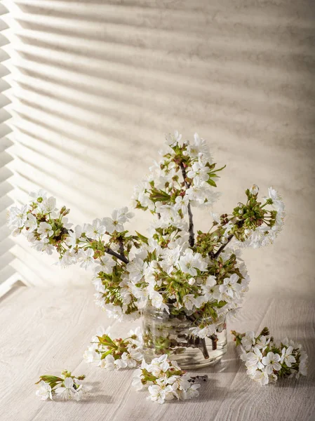 Natura morta con fiori di ciliegio — Foto Stock