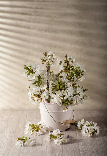 Natura morta con fiori di ciliegio — Foto Stock