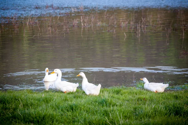 Patos domésticos para o rio — Fotografia de Stock