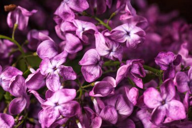 Leylak çiçekleri arka plan