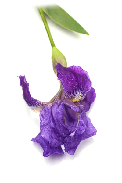 Iris bloem geïsoleerd — Stockfoto