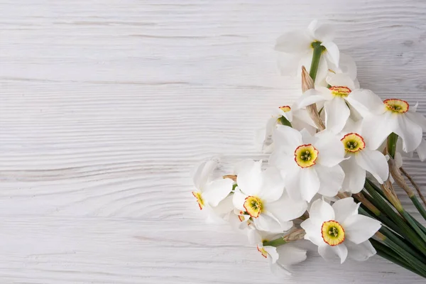 Narcis květina na pozadí — Stock fotografie