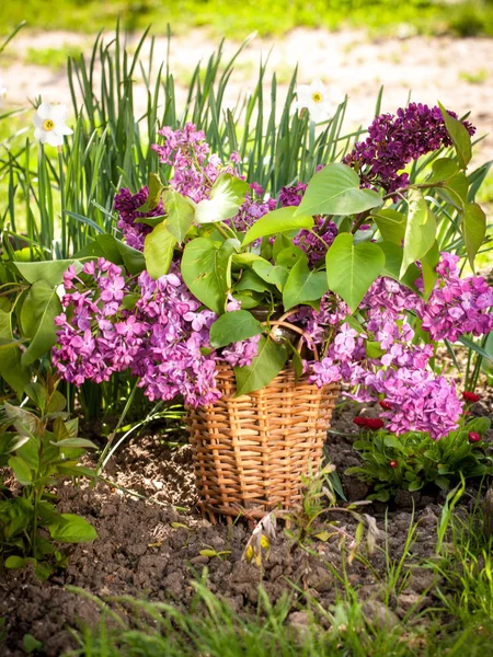 Natura morta con lilla — Foto Stock