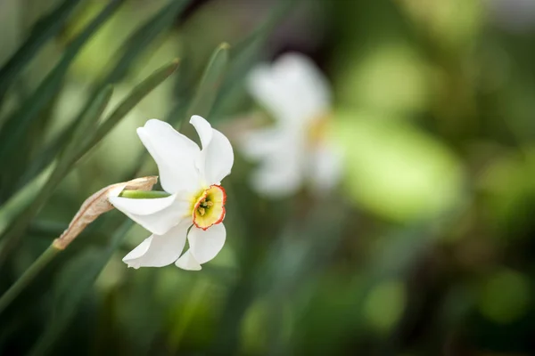 白い水仙の花 — ストック写真