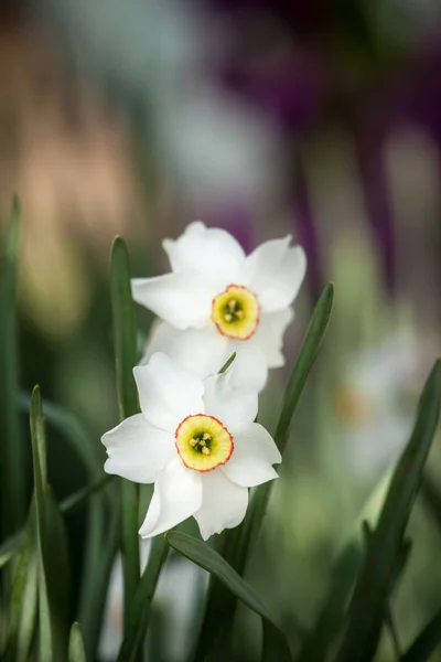 Fehér nárcisz virág — Stock Fotó