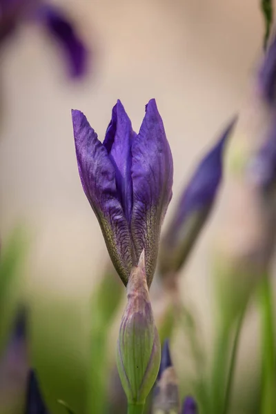 Iris bloem in tuin — Stockfoto