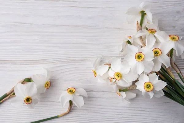 Daffodil flower on background — Stock Photo, Image