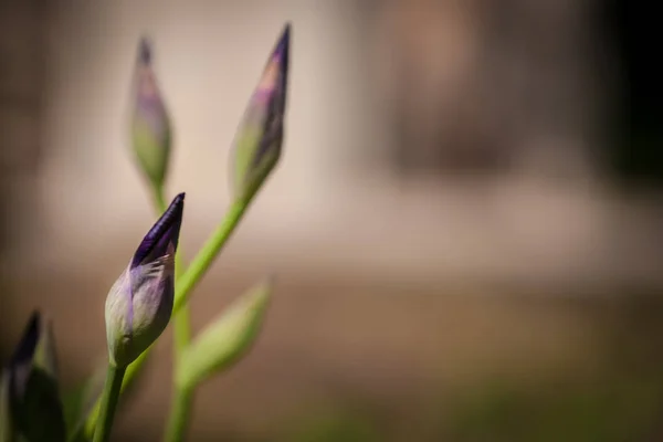 Iris blomma i trädgården — Stockfoto