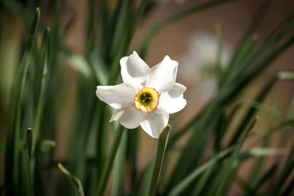 Fehér nárcisz virág — Stock Fotó