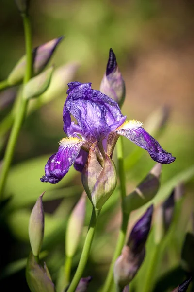 Flor de íris no jardim — Fotografia de Stock