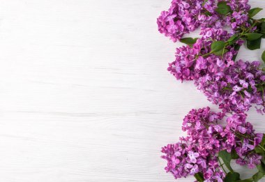 Leylak çiçekleri arka plan