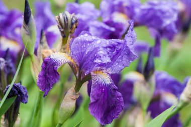 İris çiçeği Bahçe