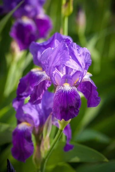 Flor de íris no jardim — Fotografia de Stock