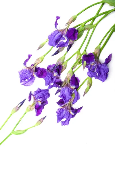 Ирис Цветок изолирован — стоковое фото
