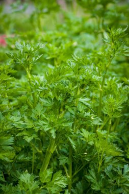 taze yeşil maydanoz