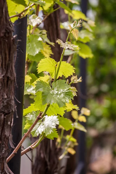 Молодые виноградные листья — стоковое фото