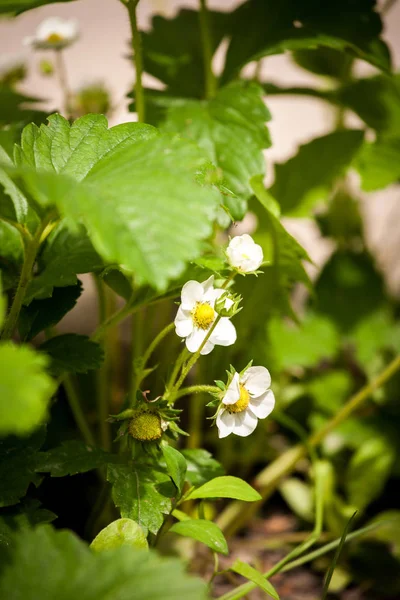 Geblazen bloem van aardbei — Stockfoto