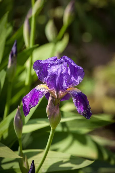 Iris flor en el jardín — Foto de Stock
