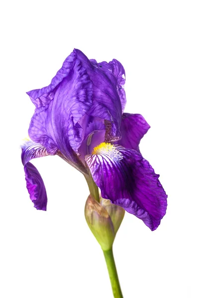 Iris bloem geïsoleerd — Stockfoto