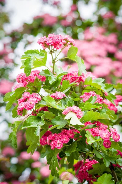 Рожеве квітуче крабове дерево — стокове фото