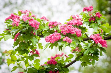 Pembe çiçekli crabapple ağaç