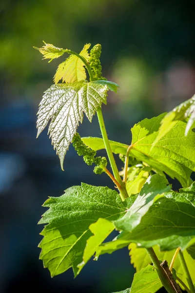 Unga grapevine leavees — Stockfoto