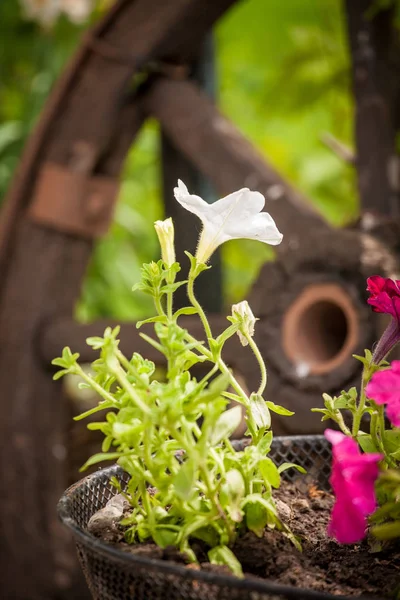 Petunia in giardino — Foto Stock