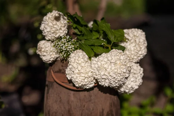 Viburum beyaz çiçekler — Stok fotoğraf