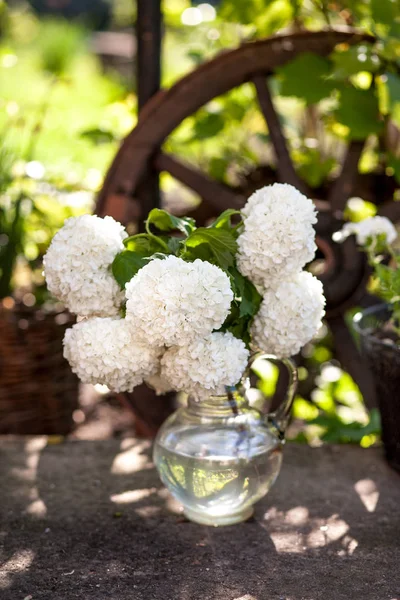 Viburum weiße Blüten — Stockfoto