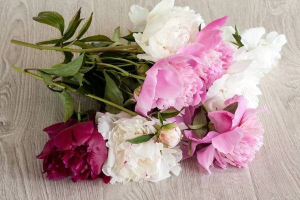 Gekleurde pioenrozen achtergrond — Stockfoto