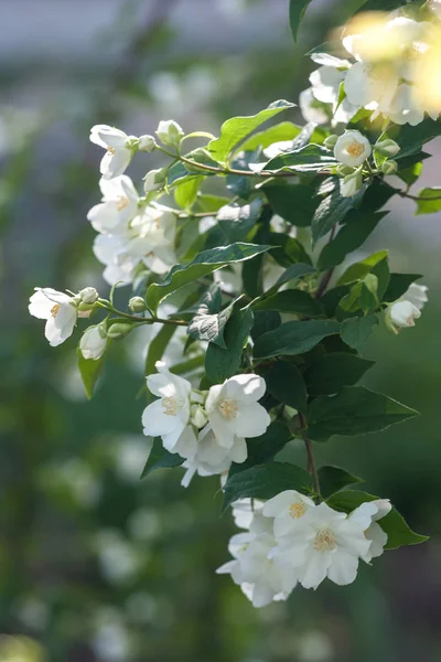 Jasmim hite flor — Fotografia de Stock