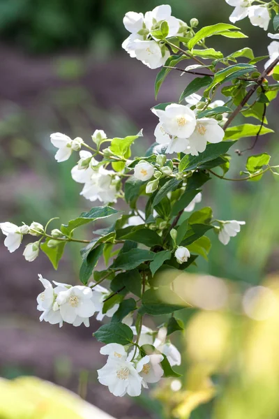 Jasmijn hite bloem — Stockfoto