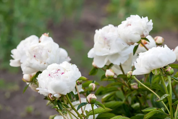 Vita pioner blommor — Stockfoto