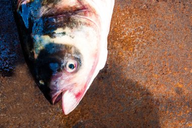 Taze balık Gölü nün