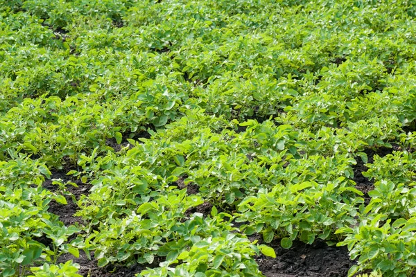 Arbustos de papa en el jardín — Foto de Stock