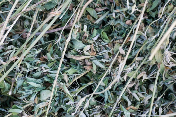 Sfondo con fieno di erba medica — Foto Stock