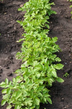 Patates çalılar bahçede