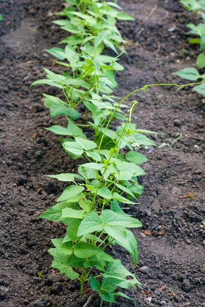 Frijoles en el jardín — Foto de Stock