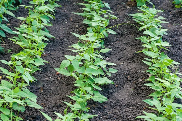 Frijoles en el jardín — Foto de Stock