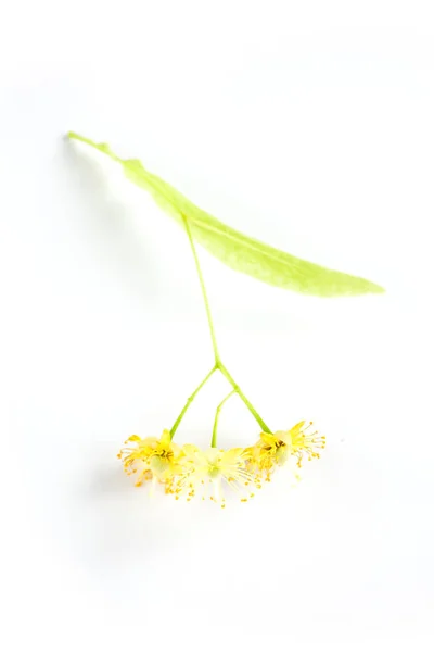 ホワイトにライムの花 — ストック写真