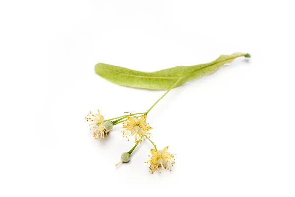 Lime blomma på vit — Stockfoto