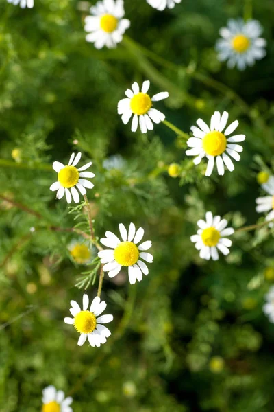 Chamomile in the field — Stock Photo, Image